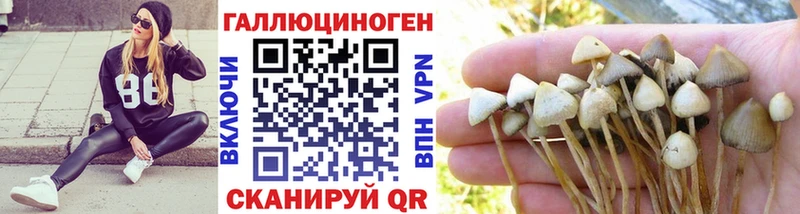 сайты даркнета телеграм  Княгинино  Галлюциногенные грибы Psilocybe 